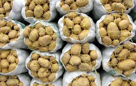 سیب زمینی صادراتی هم برگشت خورد!/دلیل: استفاده از سم چینی