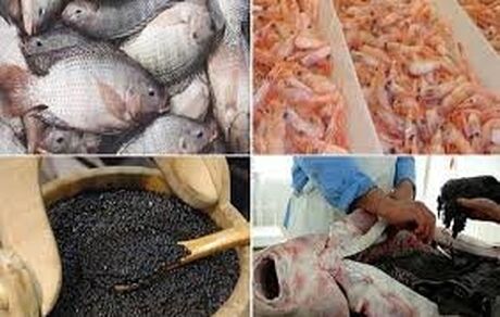 خسارت ۸۰۰ میلیارد تومانی سیل اخیر به صنعت شیلات