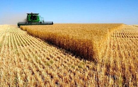 هزینه ۱۳ هزار تُن گندم در طرح خرید تضمینی پرداخت شد