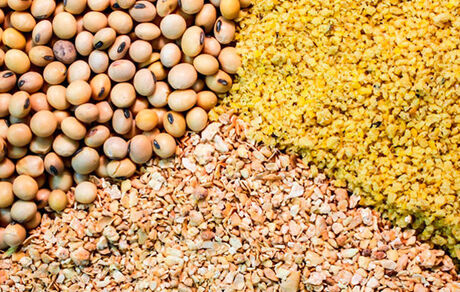 نهاده دامداران عشایری و روستایی را با ارز دولتی تامین می شود