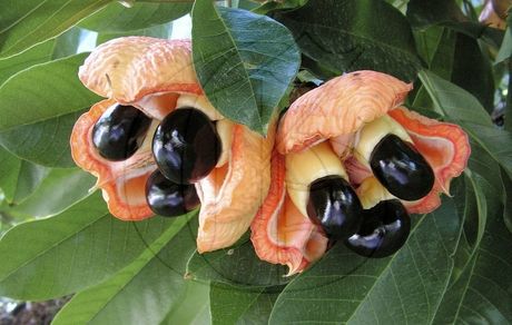 
۴ گیاهی که سلامتی‌تان را به خطر می‌اندازد
