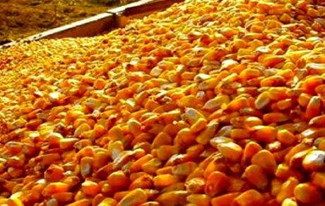 چه کسی ذرت‌های آلوده را تحویل داد؟