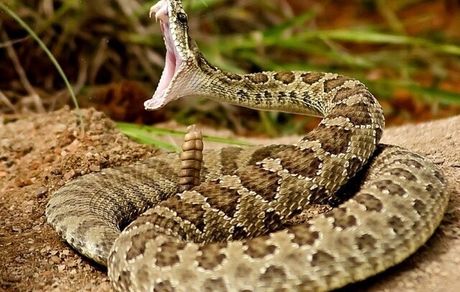 نیاز سالانه به  ۶۰ هزار آمپول ضد مارگزیدگی در کشور