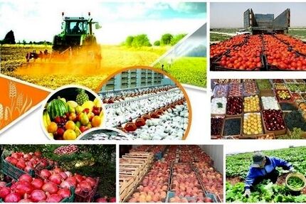۳ میلیون تن ذرت و سویا در حال ترخیص از گمرک است