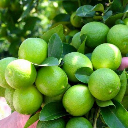افزایش دو برابری خرید توافقی لیموترش در هرمزگان