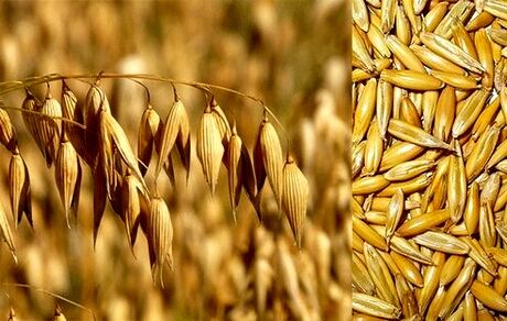 اعلام قیمت خرید تضمینی جو