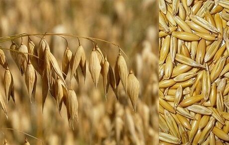 اعلام قیمت خرید تضمینی جو