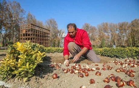 جشنواره لاله‌های کرج از ۱۵ فروردین ماه آغاز می‌شود