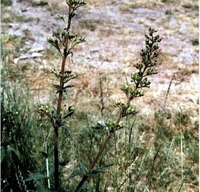 کمک به بهبود زخم معده و دردهای شکمی با گیاه "تشنهداری"