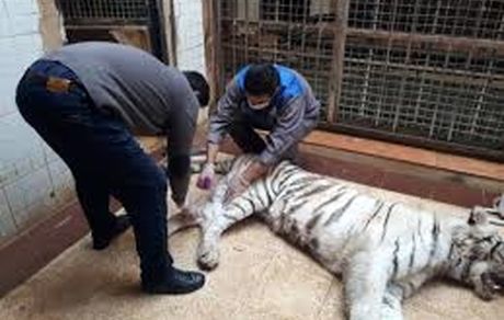 ببر باغ وحش ارم تهران تلف شد