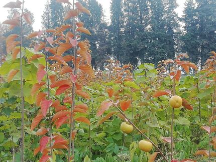۱۸۳ نهالستان در کشور فعال است