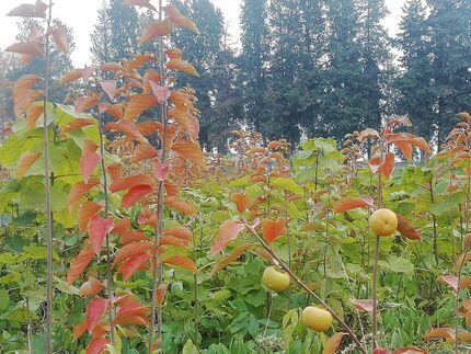۱۸۳ نهالستان در کشور فعال است