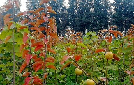 ۱۸۳ نهالستان در کشور فعال است