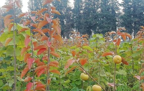 ۱۸۳ نهالستان در کشور فعال است