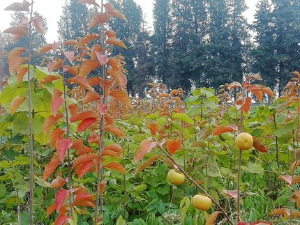 ۱۸۳ نهالستان در کشور فعال است