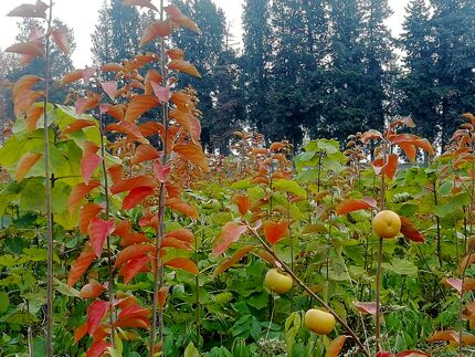 ۱۸۳ نهالستان در کشور فعال است
