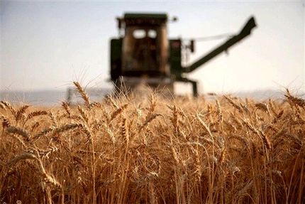 مخالفت رئیس جمهور با خرید گندم براساس نرخ بازارهای جهانی