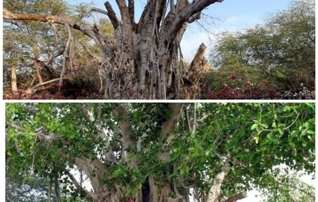 درخت ۵۰۰ ساله در جزیره کیش بدلیل هرس غیراصولی از بین رفت