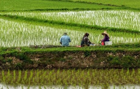 علت‌های افزایش قیمت برنج در کمیسیون کشاورزی مجلس بررسی می‌شود