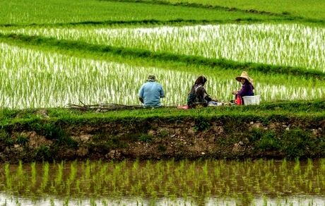 علت‌های افزایش قیمت برنج در کمیسیون کشاورزی مجلس بررسی می‌شود