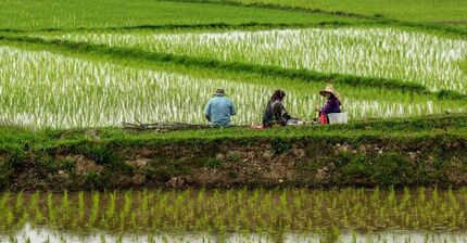 علت‌های افزایش قیمت برنج در کمیسیون کشاورزی مجلس بررسی می‌شود