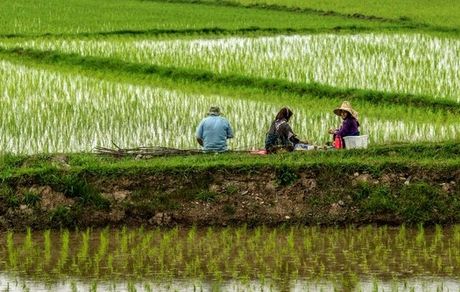 علت‌های افزایش قیمت برنج در کمیسیون کشاورزی مجلس بررسی می‌شود