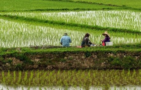 علت‌های افزایش قیمت برنج در کمیسیون کشاورزی مجلس بررسی می‌شود