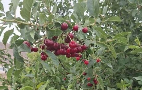 آذربایجان‌غربی استان نخست کشور از لحاظ تولید آلبالو