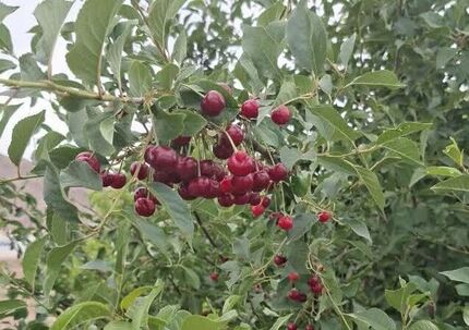 آذربایجان‌غربی استان نخست کشور از لحاظ تولید آلبالو