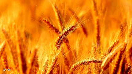 ۱۸ هزار تن گندم در استان خراسان جنوبی خریداری شده است