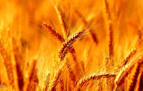 ۱۸ هزار تن گندم در استان خراسان جنوبی خریداری شده است