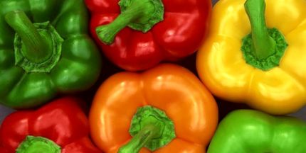  هیئت روسی برای نمونه گیری از محصولات گلخانه ای به ایران می آید