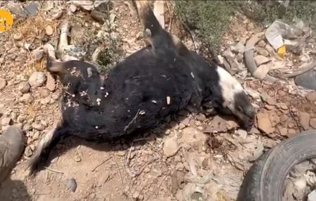 هزاران سگ بدون صاحب توسط شهرداری دماوند کشته شدند