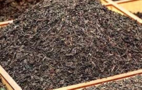 استحصال بیش از ۳۰ هزارتن چای خشک در کشور