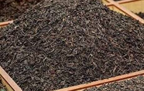 استحصال بیش از ۳۰ هزارتن چای خشک در کشور