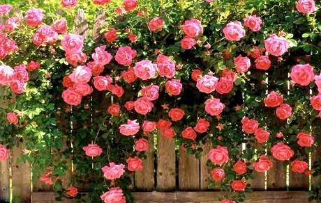 نخستین جشنواره مردمی عطر گل محمدی دودانگه برگزار شد