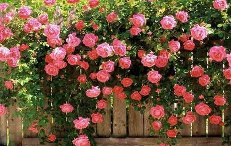 نخستین جشنواره مردمی عطر گل محمدی دودانگه برگزار شد