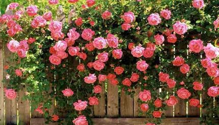 نخستین جشنواره مردمی عطر گل محمدی دودانگه برگزار شد