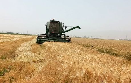 افزایش ۲۷ درصدی خرید تضمینی گندم در استان مرکزی
