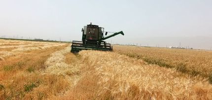 افزایش ۲۷ درصدی خرید تضمینی گندم در استان مرکزی