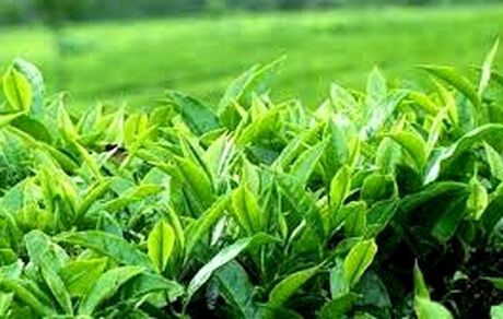 امسال، ۱۱۶ هزار تن برگ سبز چای خریداری شده است