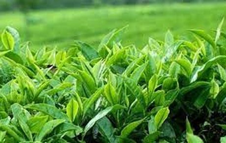 امسال، ۱۱۶ هزار تن برگ سبز چای خریداری شده است