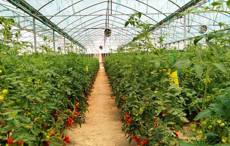 اختصاص ۱۵۰۰ میلیارد تومان برای توسعه گلخانه‌ها وصنایع تبدیلی