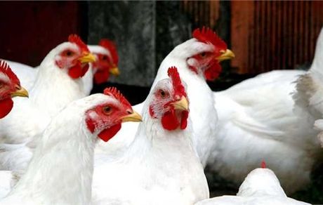 فروشندگان، نهاده‌ها را با تاخیر بدست تولیدکنندگان می رسانند