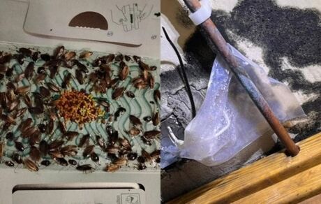 نجات یک خاواده از خانه پر از سوسک!