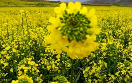 ۸۵۰۰ هکتار از اراضی دهلران زیر کشت کلزا