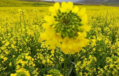 ۸۵۰۰ هکتار از اراضی دهلران زیر کشت کلزا