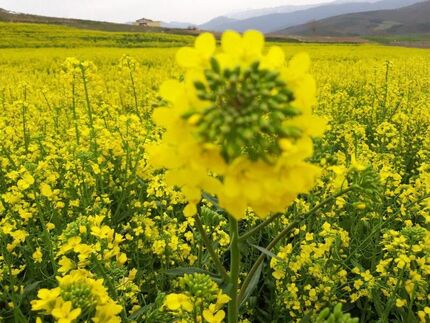 ۸۵۰۰ هکتار از اراضی دهلران زیر کشت کلزا