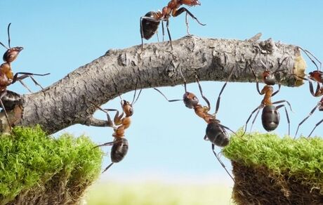 مورچه‌ها را نکشید، به ضرر زمین است