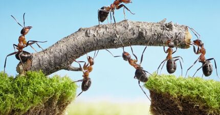 مورچه‌ها را نکشید، به ضرر زمین است